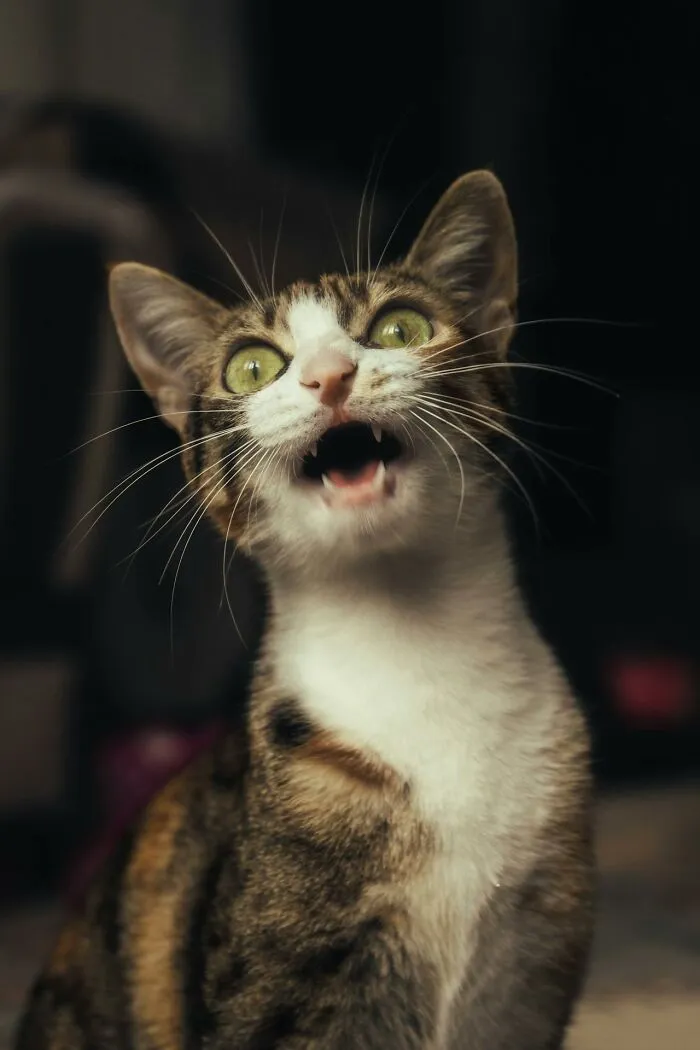 “Saved Me From Becoming One Of His Victims”: 48 Incredible Stories About Animals Rescuing Humans