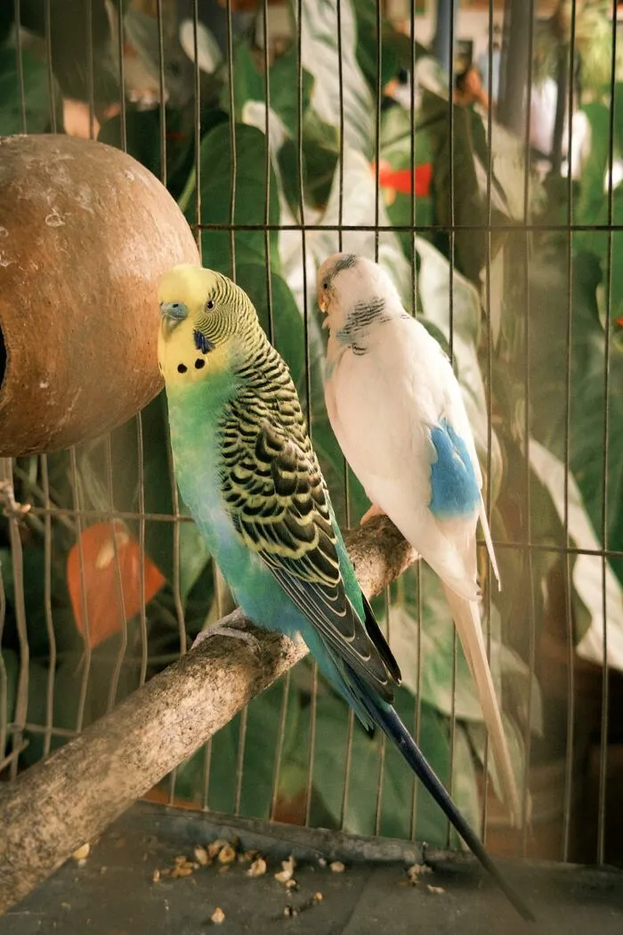 Two colorful birds perched on branch inside a cage
