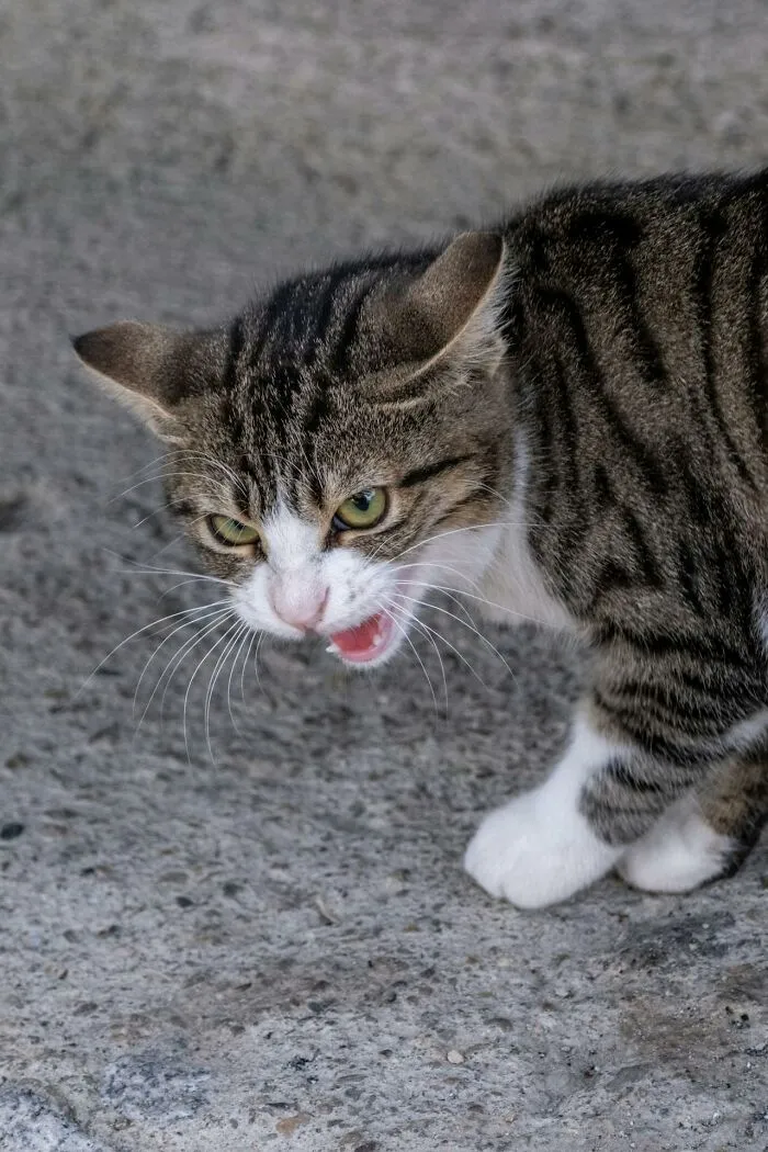 “Saved Me From Becoming One Of His Victims”: 48 Incredible Stories About Animals Rescuing Humans