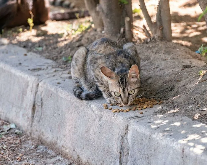 I've Been Feeding A Neighbor's Cat For Two Months Thinking It Was A Stray