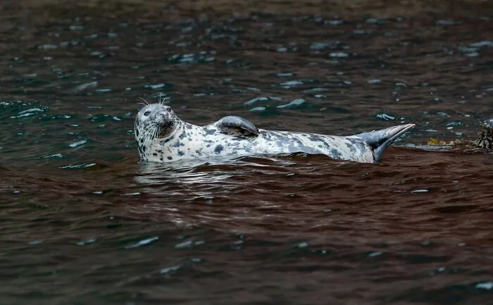 A spotted seal floats on its back in dark water, looking up. The seal seems relaxed, defying disturbing death stories.
