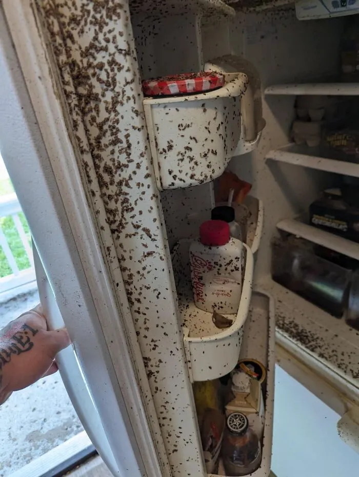 37 Horrifying Restaurant Stories Shared By Health Inspectors