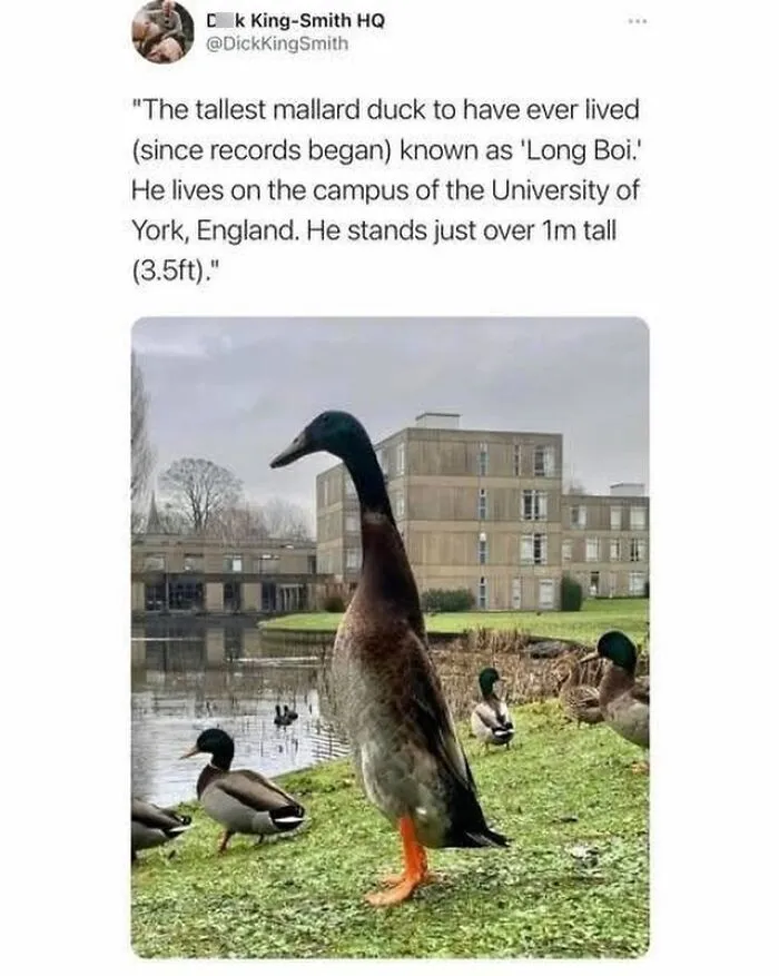 67 Funny British Memes That Show What Makes UK Humor So Uniquely Entertaining