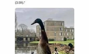 67 Funny British Memes That Show What Makes UK Humor So Uniquely Entertaining