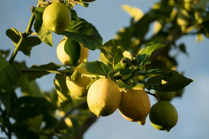 Si la fruta es dulce para animar a los animales a comerla y a llevarse las semillas lejos del árbol madre, ¿cómo encajan los limones y las limas en esta dinámica?