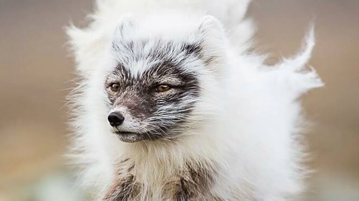 100 Rare And Bizarre Creatures That Prove Nature Has A Much Wilder Imagination Than We Do 