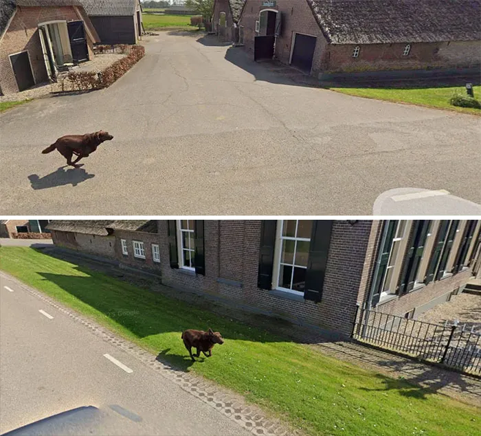 Dog Running Along The Google Maps Car For A Bit