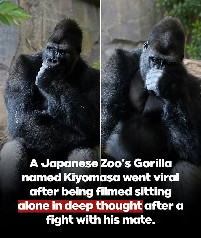 This Page Shared 26 Heartwarming Animal Moments From Around The World (New Pics)