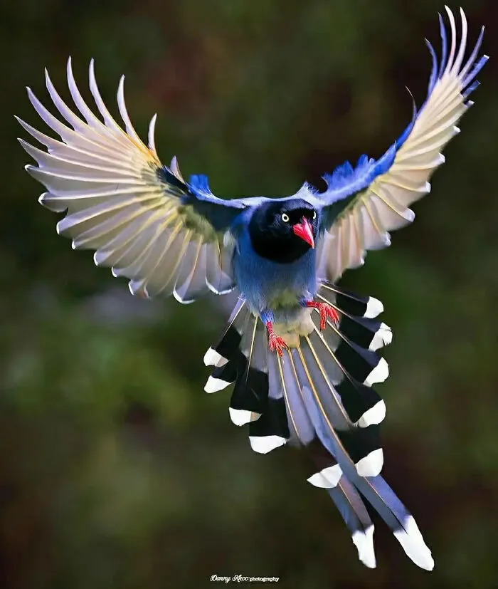 Taiwan Blue Magpie