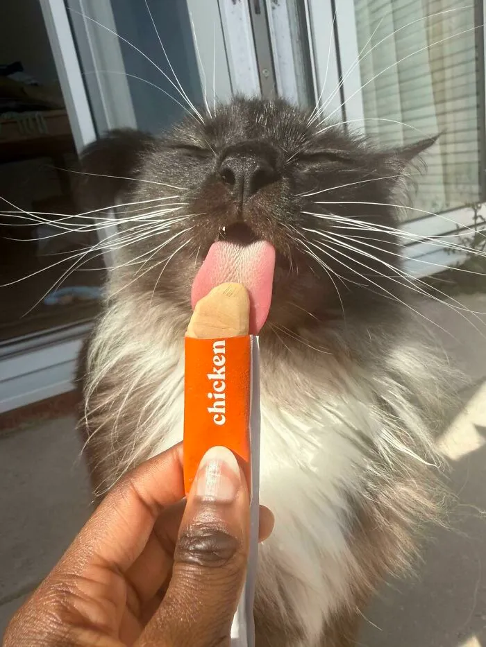 51 Cats Having Such A Good Time With Their Food, It's Impossible Not To Laugh