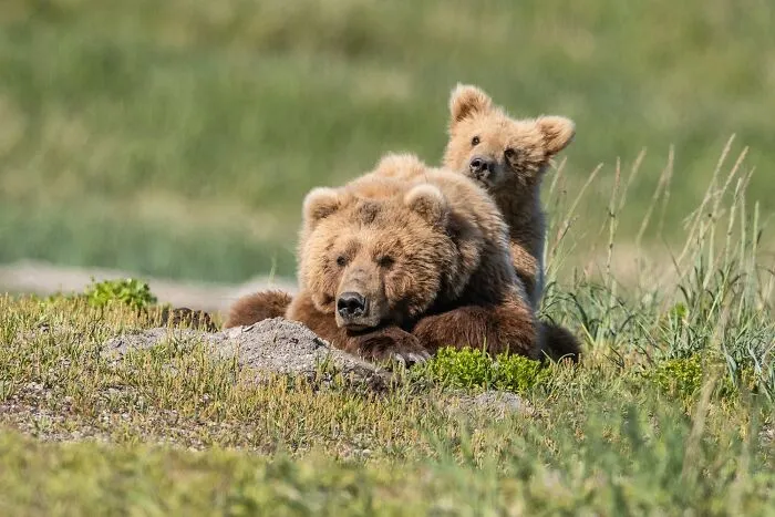 45 Incredible Wildlife Shots That Reveal The Real Life Of Animals Across The Planet