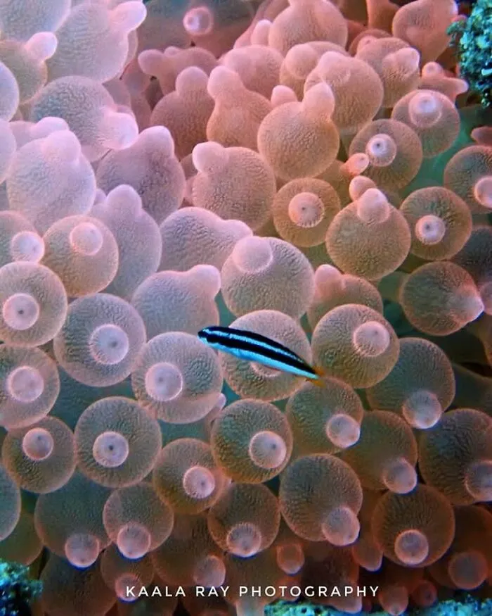 A small fish swims among pink and orange anemones, showcasing the beauty of oceanlife.