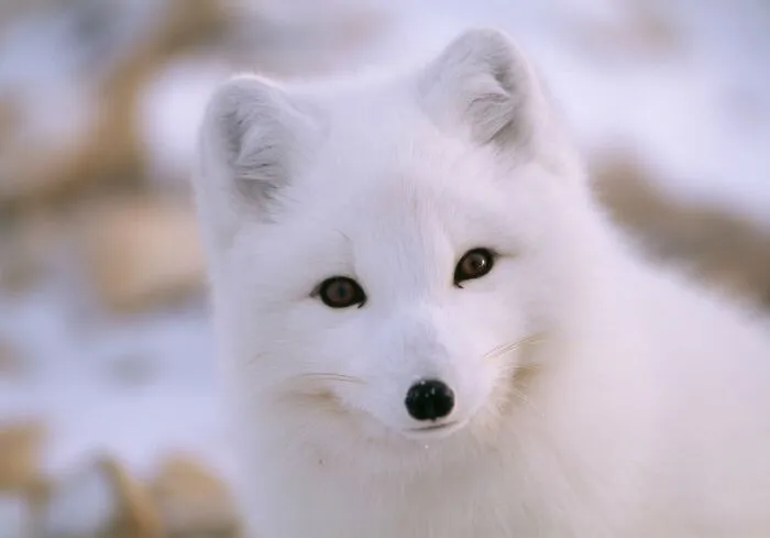 45 Incredible Wildlife Shots That Reveal The Real Life Of Animals Across The Planet