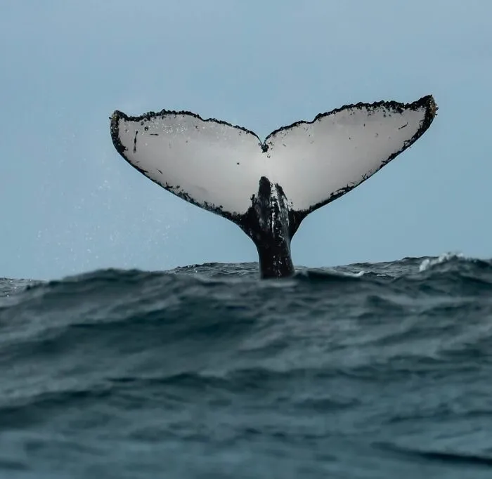 A stunning photo of a whale tail emerging from the ocean, revealing the beauty beneath the waves.