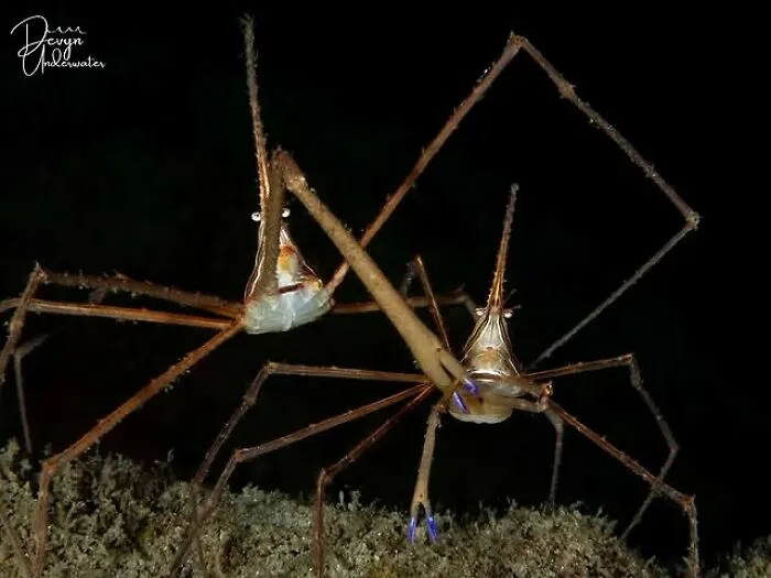 Raw oceanlife photo of two delicate needle shrimp on the seabed, revealing the beauty beneath the waves.