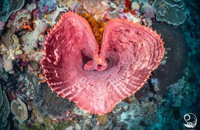 A vibrant heart-shaped coral formation on the ocean floor, a stunning photo of oceanlife.