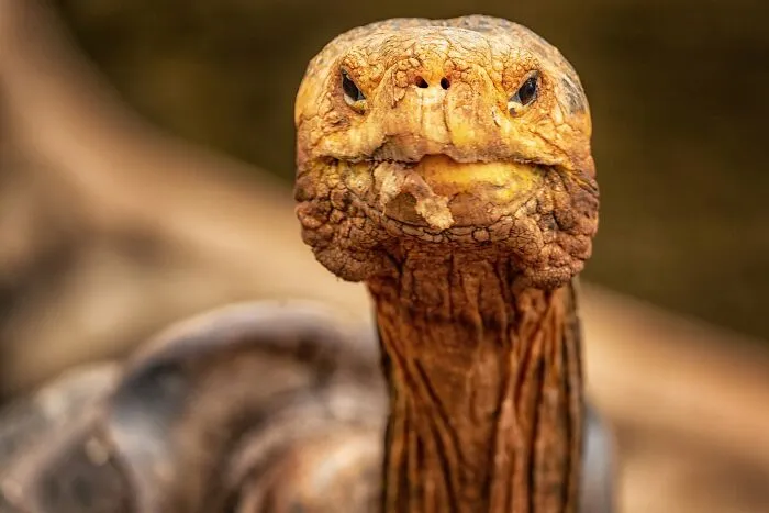 45 Incredible Wildlife Shots That Reveal The Real Life Of Animals Across The Planet