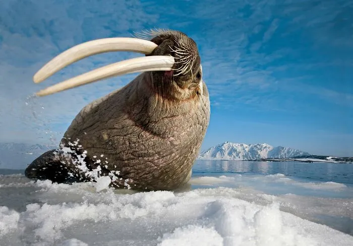 45 Incredible Wildlife Shots That Reveal The Real Life Of Animals Across The Planet