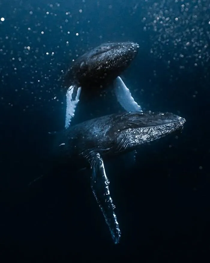 Two whales swim gracefully beneath the dark ocean surface, revealing the beauty of oceanlife.