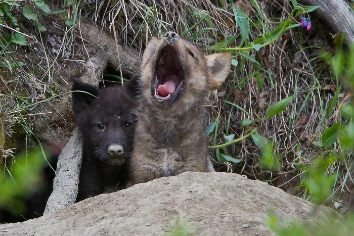 45 Incredible Wildlife Shots That Reveal The Real Life Of Animals Across The Planet