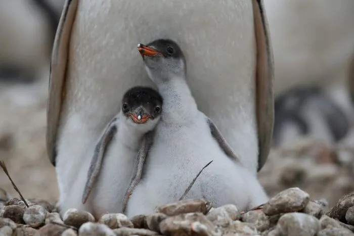 45 Incredible Wildlife Shots That Reveal The Real Life Of Animals Across The Planet