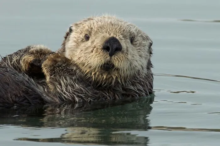 45 Incredible Wildlife Shots That Reveal The Real Life Of Animals Across The Planet