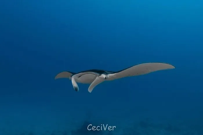 A majestic manta ray glides through the clear blue water, a stunning photo of oceanlife.
