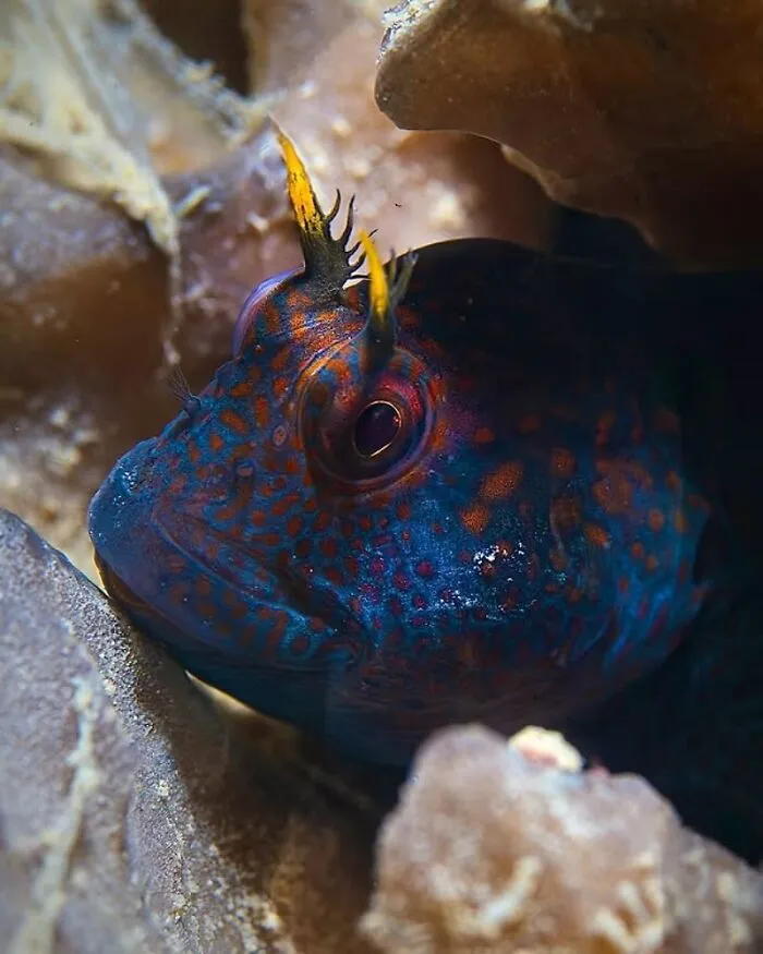 Raw oceanlife photo of a vibrant, blue and orange fish hiding in coral, revealing the beauty beneath the waves.