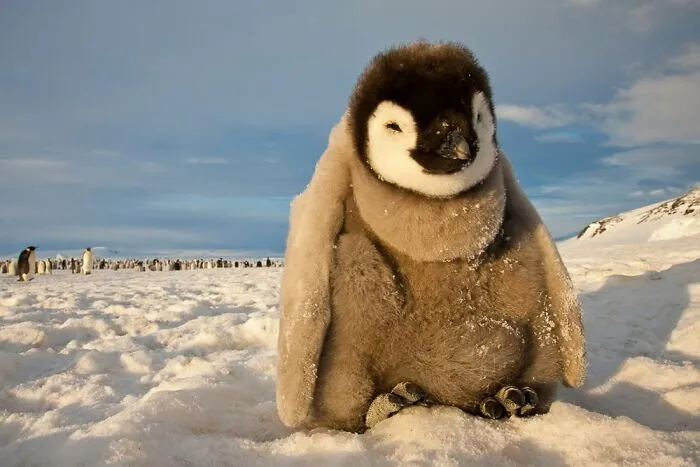 45 Incredible Wildlife Shots That Reveal The Real Life Of Animals Across The Planet