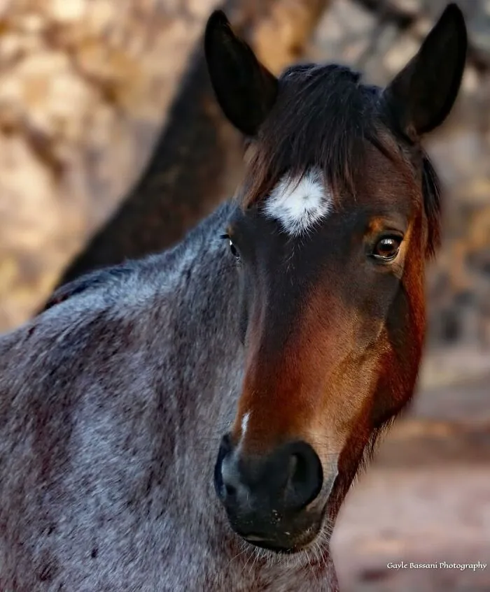 This Page Shared 40 Captivating Horse Photos That Highlight Their Beauty And Strength