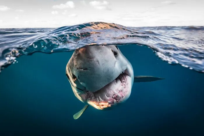 45 Incredible Wildlife Shots That Reveal The Real Life Of Animals Across The Planet