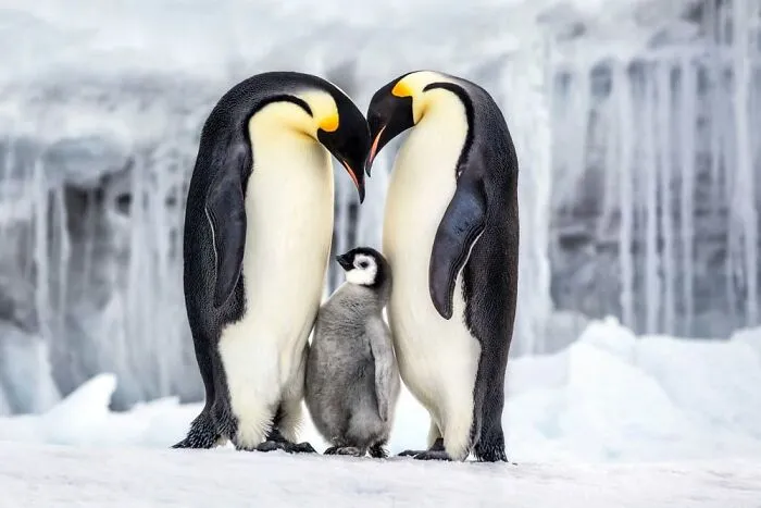 45 Incredible Wildlife Shots That Reveal The Real Life Of Animals Across The Planet