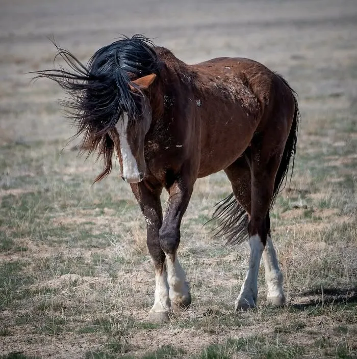 This Page Shared 40 Captivating Horse Photos That Highlight Their Beauty And Strength