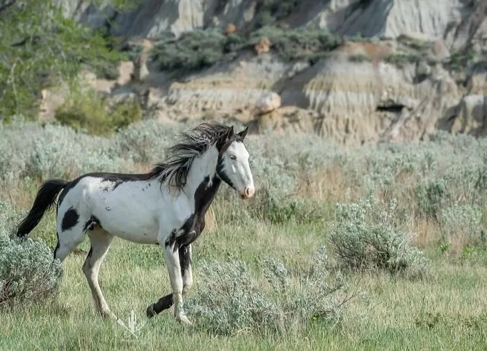 This Page Shared 40 Captivating Horse Photos That Highlight Their Beauty And Strength
