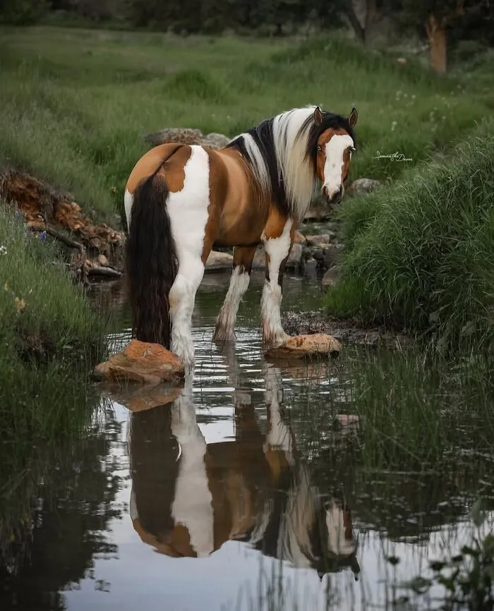 This Page Shared 40 Captivating Horse Photos That Highlight Their Beauty And Strength