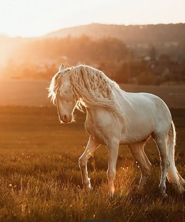 This Page Shared 40 Captivating Horse Photos That Highlight Their Beauty And Strength