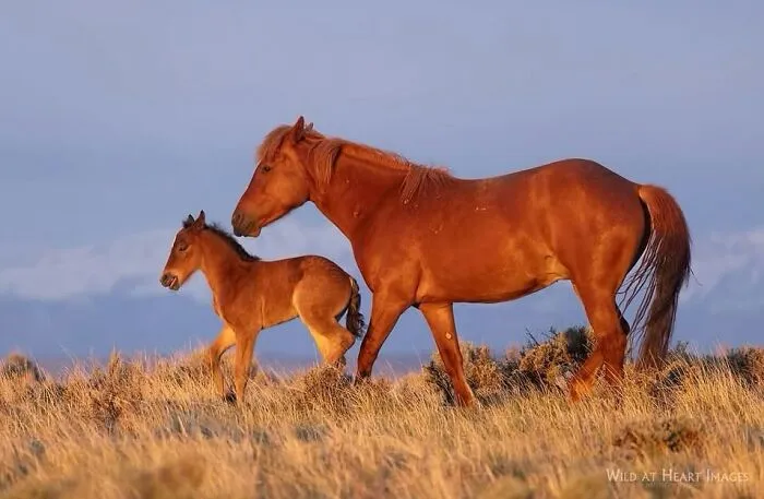 This Page Shared 40 Captivating Horse Photos That Highlight Their Beauty And Strength