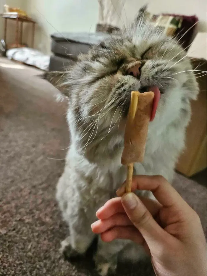 51 Cats Having Such A Good Time With Their Food, It's Impossible Not To Laugh