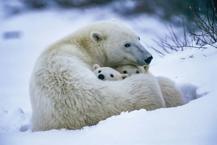 45 Incredible Wildlife Shots That Reveal The Real Life Of Animals Across The Planet