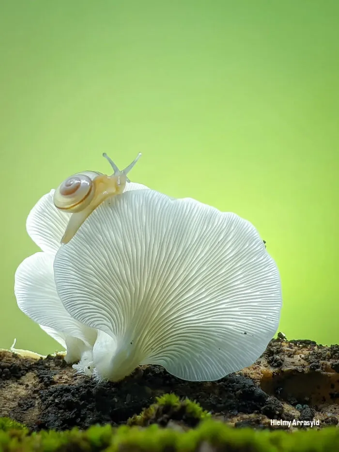 This Photographer Uses A Smartphone To Reveal The Magical World Of Tiny Insects (32 Pics)