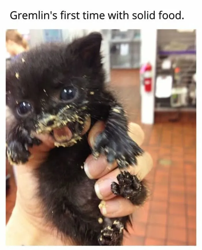“Seconds Before He Risked It All”: 67 Memes That Are Funny Because They Involve Cats