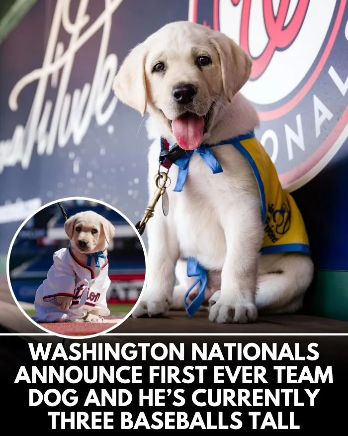 25 Incredible Stories Shared By ‘We Rate Dogs’ That Might Make You Laugh And Cry (New Pics)