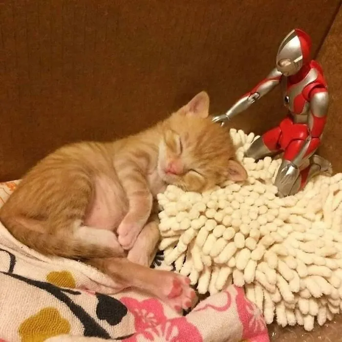 This Page Shared 45 New Funny Pics With Cats Who Have Absolutely No Respect For Rules Or Logic