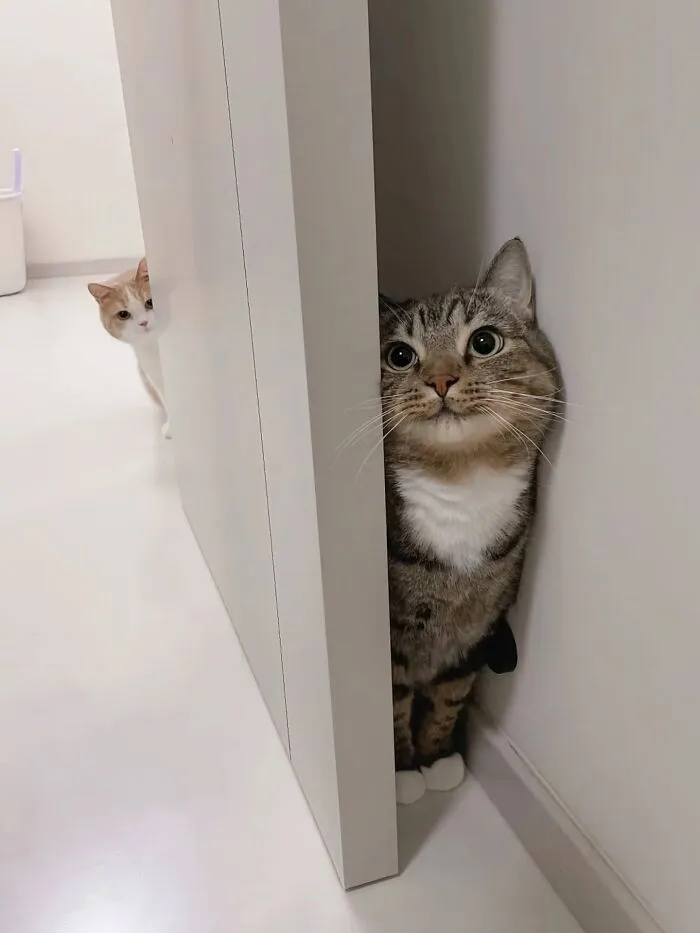 This Page Shared 45 New Funny Pics With Cats Who Have Absolutely No Respect For Rules Or Logic