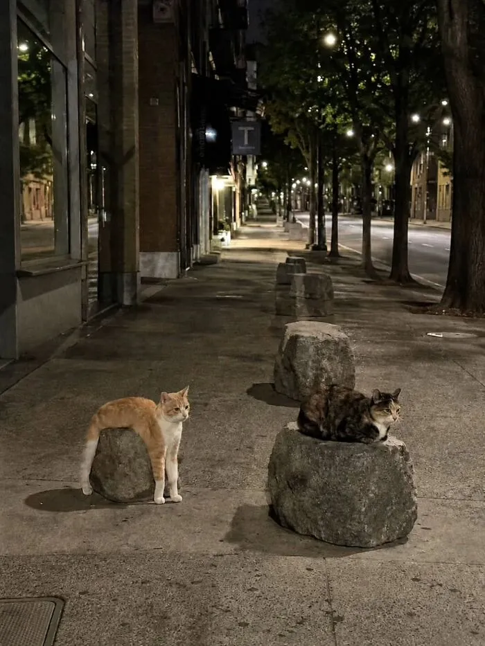 This Page Shared 45 New Funny Pics With Cats Who Have Absolutely No Respect For Rules Or Logic