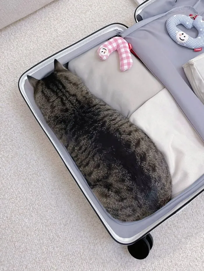 This Page Shared 45 New Funny Pics With Cats Who Have Absolutely No Respect For Rules Or Logic
