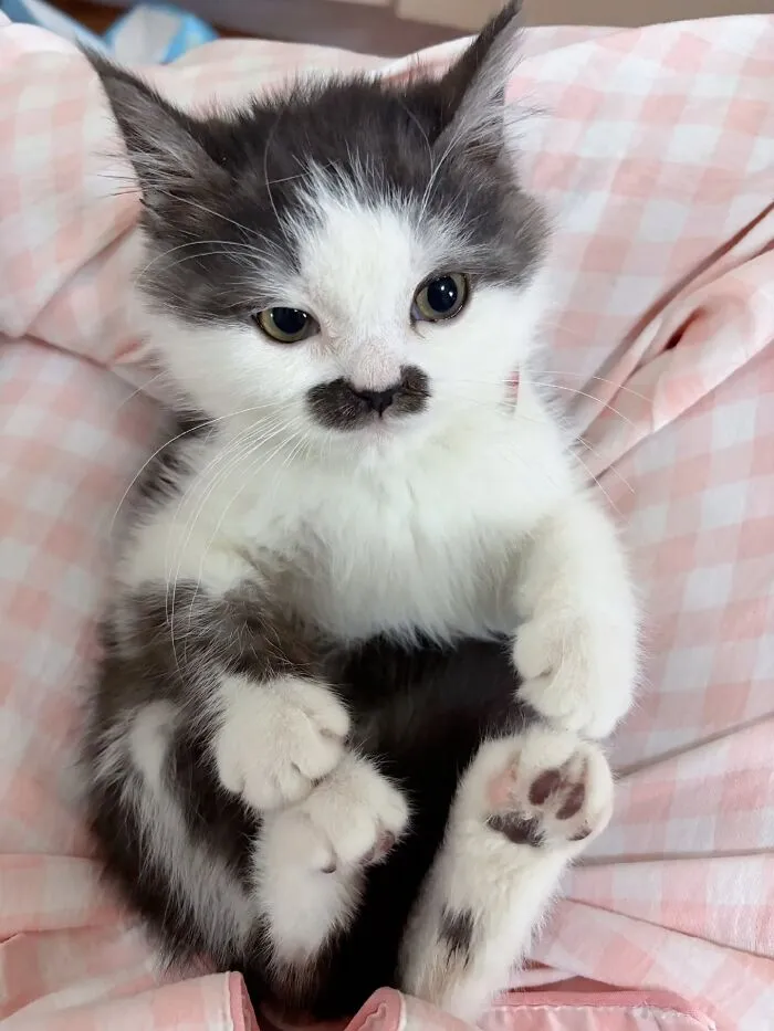 This Page Shared 45 New Funny Pics With Cats Who Have Absolutely No Respect For Rules Or Logic
