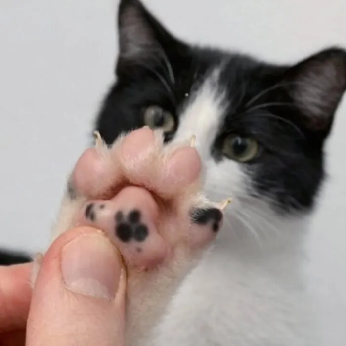 This Page Shared 45 New Funny Pics With Cats Who Have Absolutely No Respect For Rules Or Logic