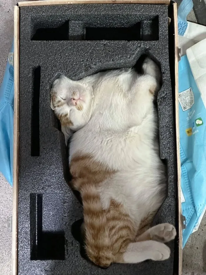 This Page Shared 45 New Funny Pics With Cats Who Have Absolutely No Respect For Rules Or Logic