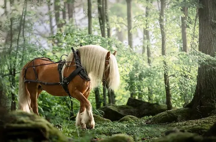This Page Shared 40 Captivating Horse Photos That Highlight Their Beauty And Strength
